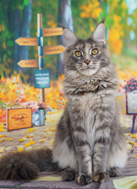 mainecoon for sale
