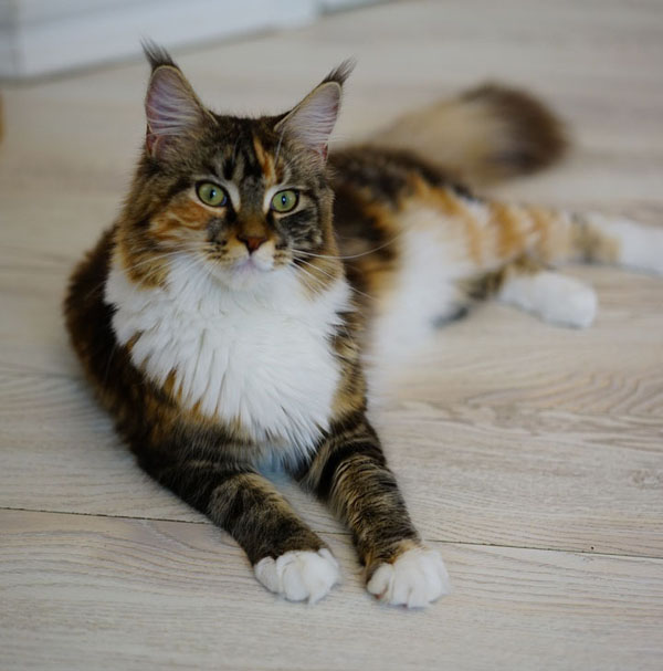 maine coons russia