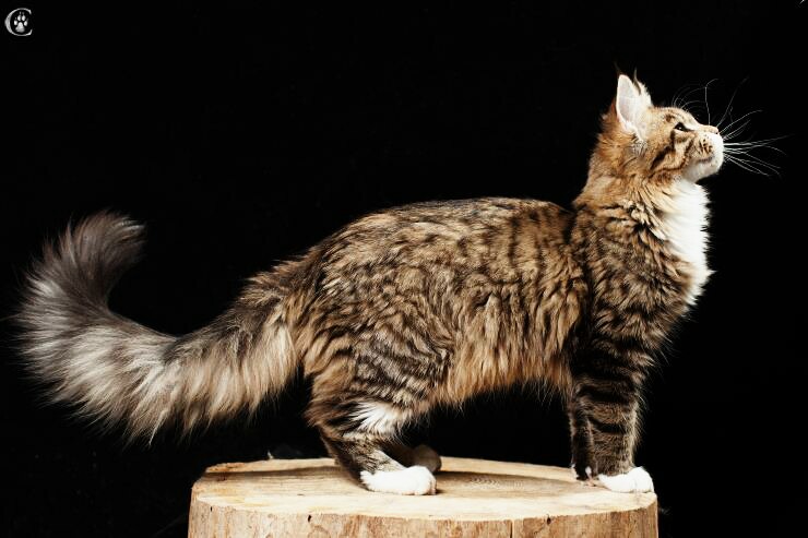 mainecoon russia