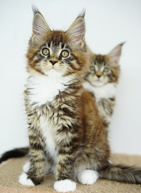 mainecoon for breeding