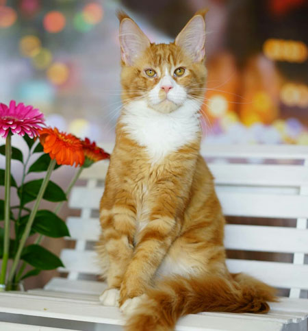 red mainecoon