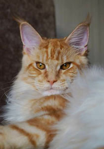 Maine coon cattery